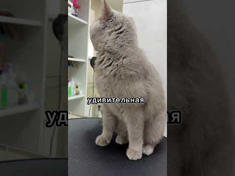 Неприятная правда в том, что после стрижки кошки последствия могут быть плохими