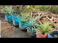 Growing pineapple in pot