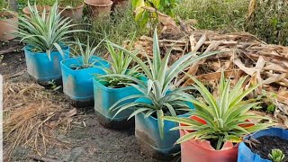 Growing pineapple in pot