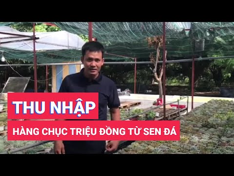 Video 9x trồng hàng ngàn chậu sen đá, thu nhập hàng chục... - youtube