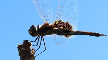 Dragonfly Taming and Flight Training