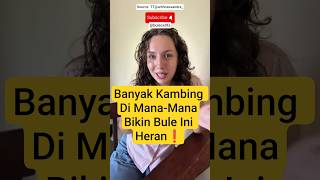 Banyak Kambing Di Mana-Mana Bikin Bule Heran❗#reaction #indonesia #youtubeshorts #viralvideo #eid