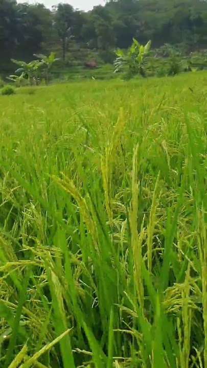 Sugih tanpo bondoDigdoyo tanpo ajiTrimah mawi pasrahSepi pamrih tebih ajrih