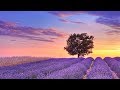 Relaxing Music for Stress Relief. Soothing Music for Sleep, Meditation, Spa