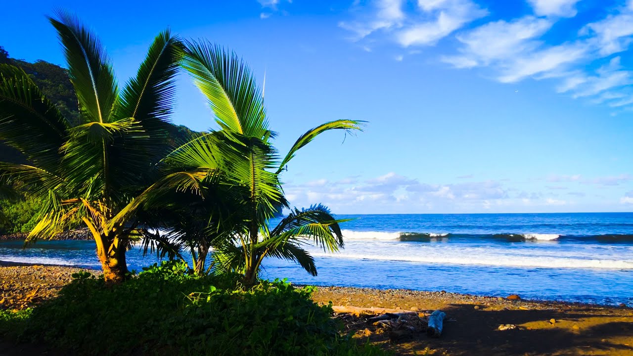 Relaxing Ocean Waves and Palm Trees in a Hawaiian Bay YouTube
