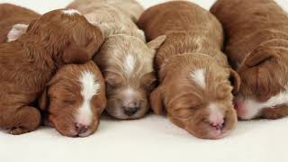Cuteness overload - Newborn Puppies