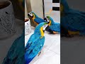 Talking Macaw Macaws Talkingbirds Shaikhtanveer Talking Macaw Macaws Talkingbirds Shaikhtanveer