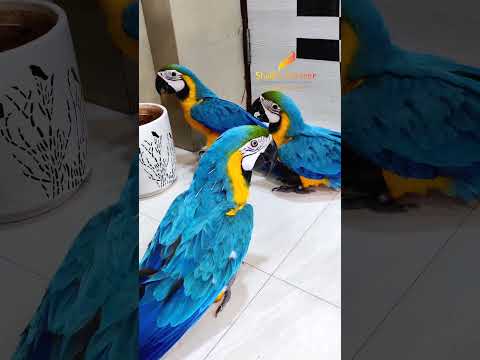 Video: Tren din Macaw