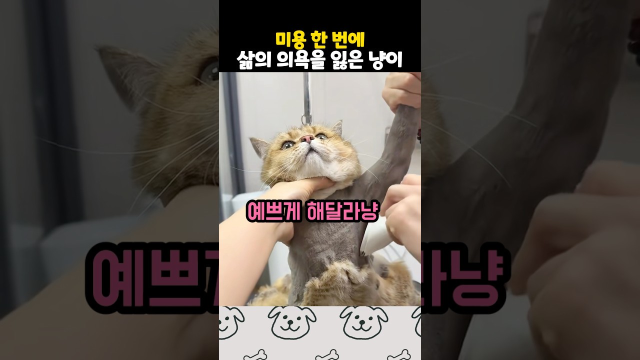 미용 후 의욕을 잃은 냥이