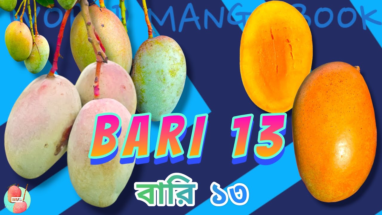 BARI 13 - A Complete Review || বারি ১৩ আম || A Hybrid Variety From Bangladesh