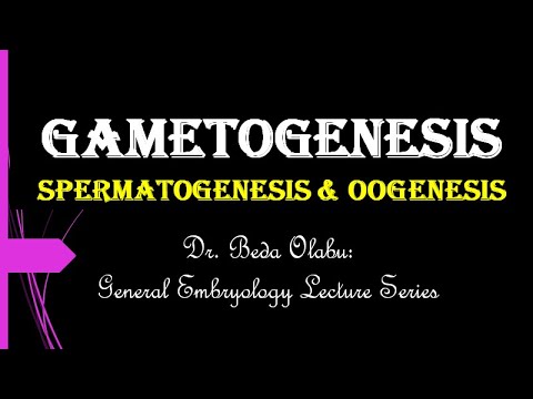 GAMETOGENESIS - SPERMATOGENESIS & OOGENESIS