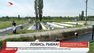 Рыбхоз из Северной Осетии планирует стать самым крупным предприятием в Европе