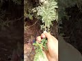اعطاء العشب الأخضر الخروف بطريقة جميلة 
