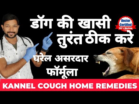 वीडियो: कुत्ते पर ट्रिपल एंटीबायोटिक मलहम