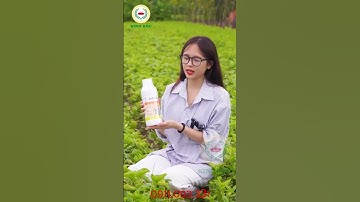 #thuoctrusau Diệt côn trùng bảo vệ cây trồng