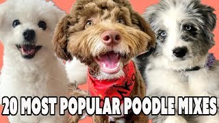 20 Most Popular Poodle Mixes that should not shed if you have allergies? by Talent Hounds 21,418 views 5 years ago 2 minutes, 4 seconds