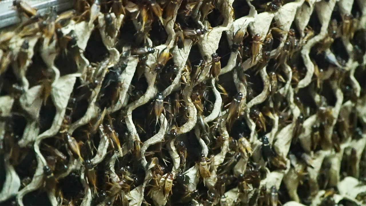 Crickets Farm | Women harvest crickets