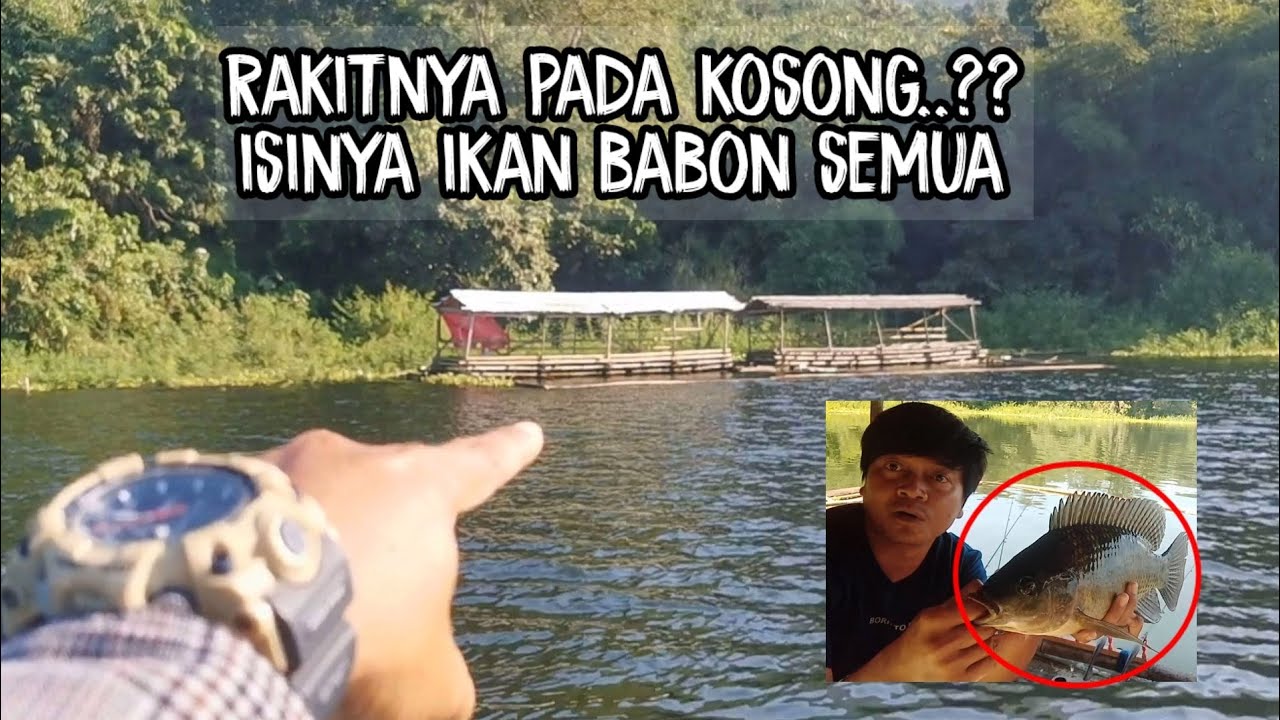 rakit pada kosong melompong..?? isinya babon semua || Mancing jatiluhur terbaru