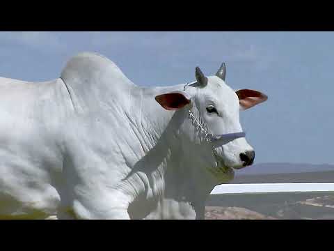 LOTE 09   MINERVA FIV DA SABIÁ   SAB C 4838