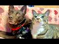 🔴猫とこんばんわ🥱😻🤟good night CatWater ASMR
