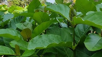 Giống cây Gáo vàng thái lan.0907780602