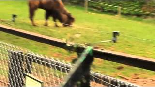 Верблюд camel Верблюд camel