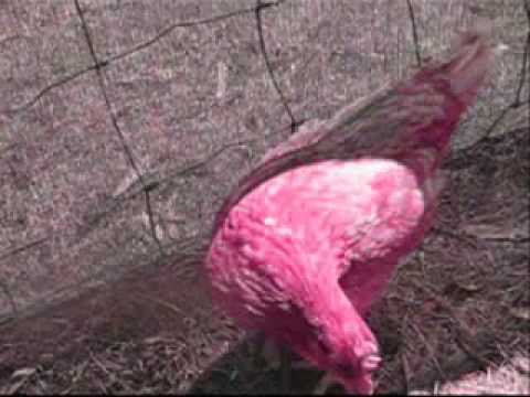 Our first rescued chickens, before and after - YouTube