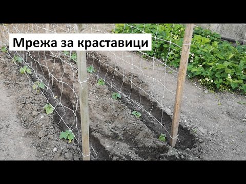 Видео: Изработване на ограда от краставици: Отглеждане на краставици на ограда