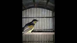Masteran Kolibri Manggar
