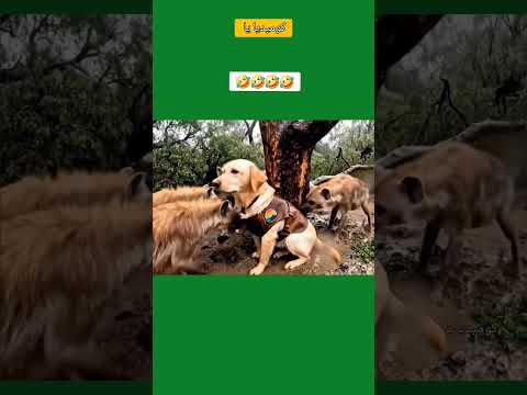 موت راجل الضحك المغربي ضحك كوميديات ابلور فكاهة مغربية  نكت ضحك فديوهات مضحكه