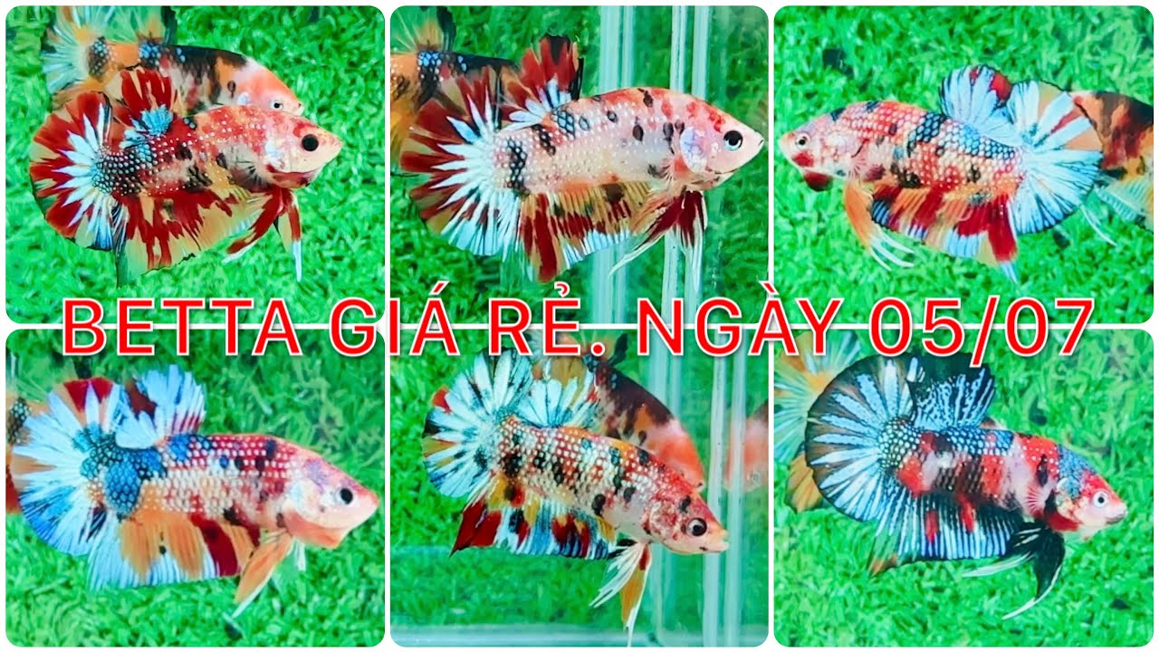 Clip 05-07. Đợt cá giá rẻ 50k, 60k, 70k.... Khuyến mãi tặng mái. Mời mọi người vào săn cá.