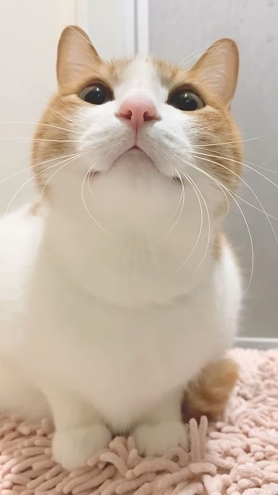 Kitty meowing to attract cats