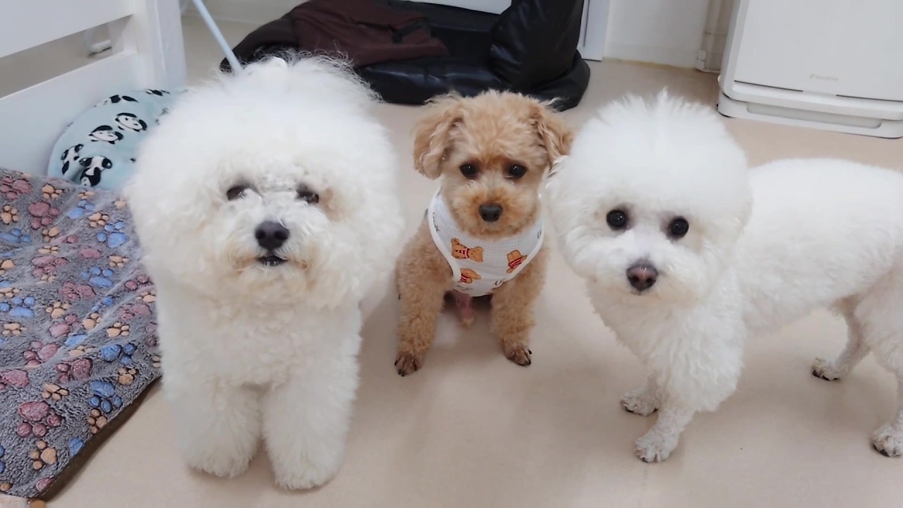 今日のダブルビションフリーゼとトイプードルのめるくん ひみつきちな