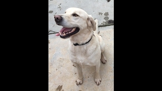 Dave Ely, Golden Gate Labrador Retriever Rescue