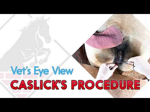 Video: Wat is een caslick bij paarden?