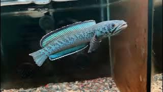Channa pardalis || Galaxy blue snakehead #channafish #bluechanna #rarechanna #expensivechannafish