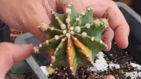 Thay rể xương rồng như thế nào cho đúng cách | XƯƠNG RỒNG TAM KỲ