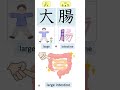 JLPT N3,4,5 Kanji 漢字 2 - 胃腸脈背育料粉 - shorts #kanjilearning #jlptn5kanji #jlptkanjin4 #jlptn3kanji