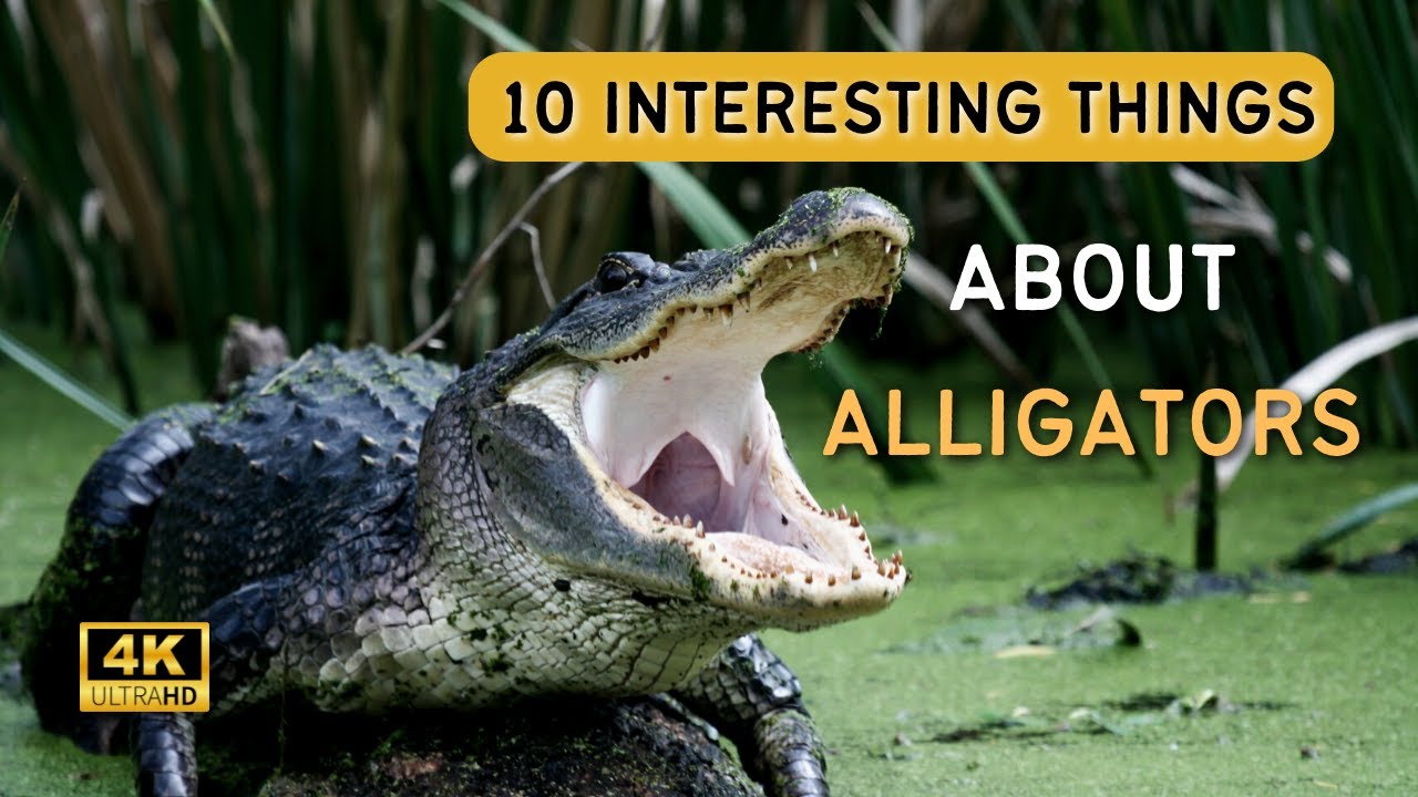 The UNEXPECTED interesting facts about alligators you never knew! YouTube