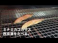 【ミナミカゴカマス】の西京漬を食べる