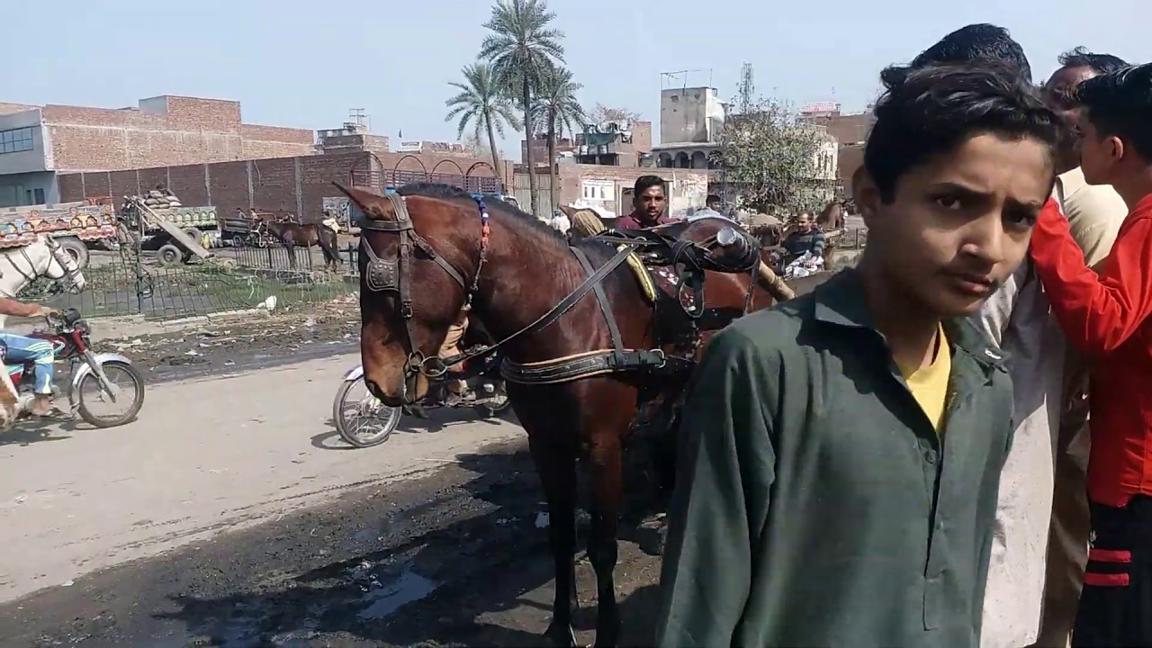 horse for sale lahore horse mandi ma by nawaz entertarmaint channle