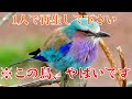 警告⚠️非常に強力※再生した24時間後から人生の展開が激変する「虹色の鳥」