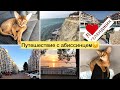 ПУТЕШЕСТВИЕ С ТРЕМЯ ДЕТЬМИ И АБИССИНСКОЙ КОШКОЙ😃🐈 / АРЕНДА КВАРТИРЫ В ГЕЛЕНДЖИКЕ💰/ЛЕГКАЯ УБОРКА🧹