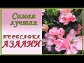 Самый лучший способ пересадки Азалии.