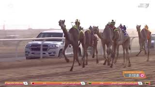 ش4 سباق المفاريد (عام) مهرجان ولي العهد بالمملكة العربية السعودية 10-8-2021ص