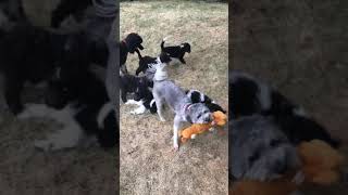 Bordoodle puppies playing with adult bordoodle