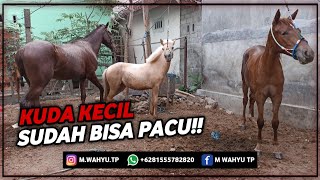 GREBEG KANDANG KUDA DI NTB - Ternyata Banyak Kuda Dijual!!