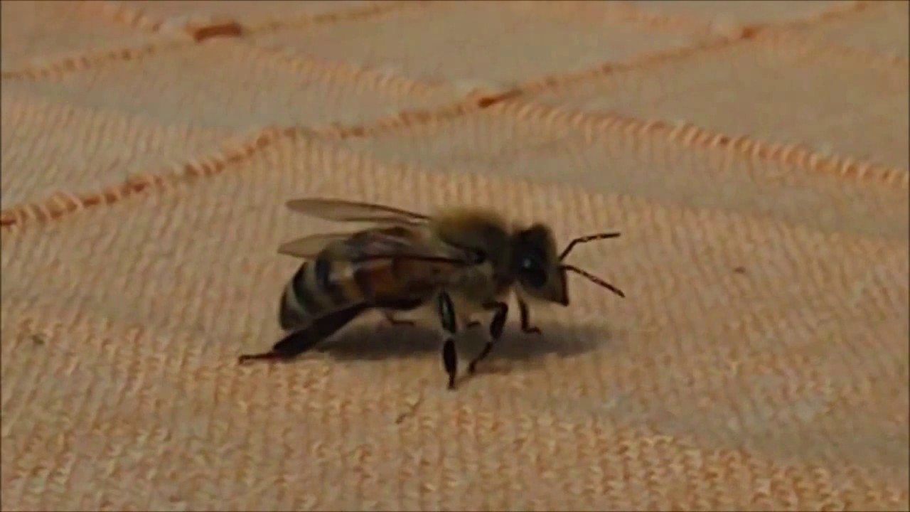 slow motion Bumble Bee Eating and taking off Flying YouTube