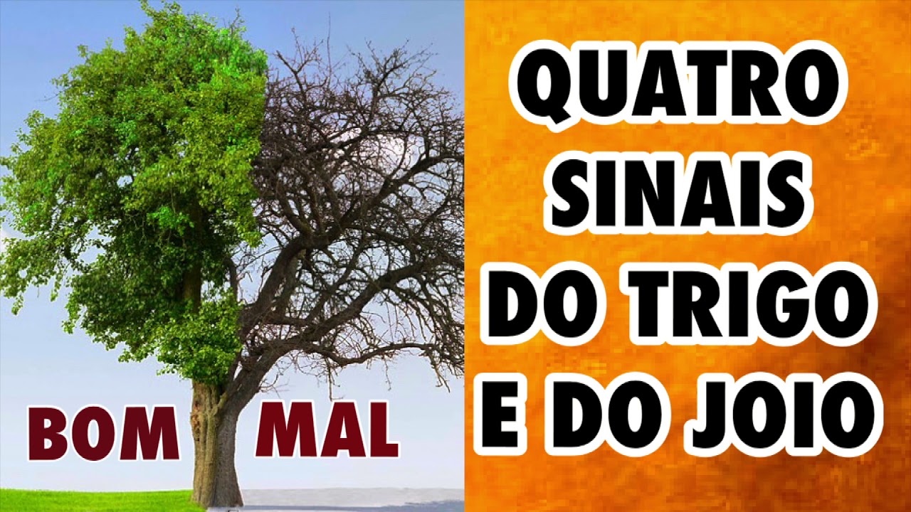 QUATRO CARACTERISTICAS DO TRIGO E DO