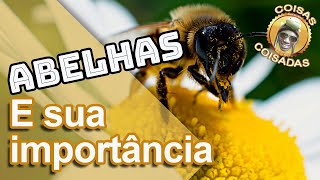 As Abelhas e sua Importância | Coisas Coisadas